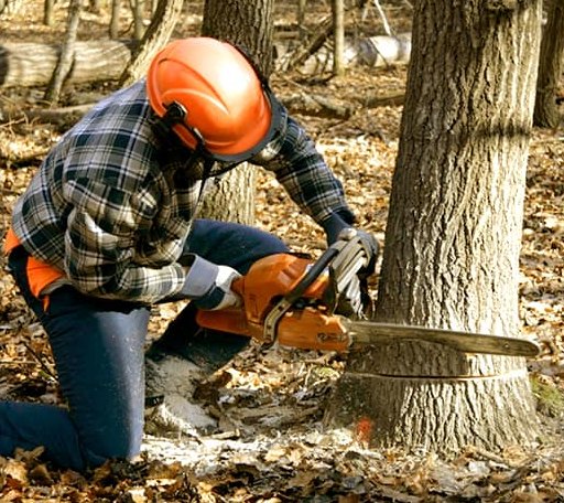 Tree Removal in Pacific City, OR